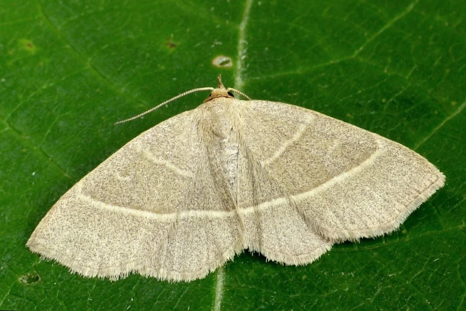 Trisateles emortualis imago