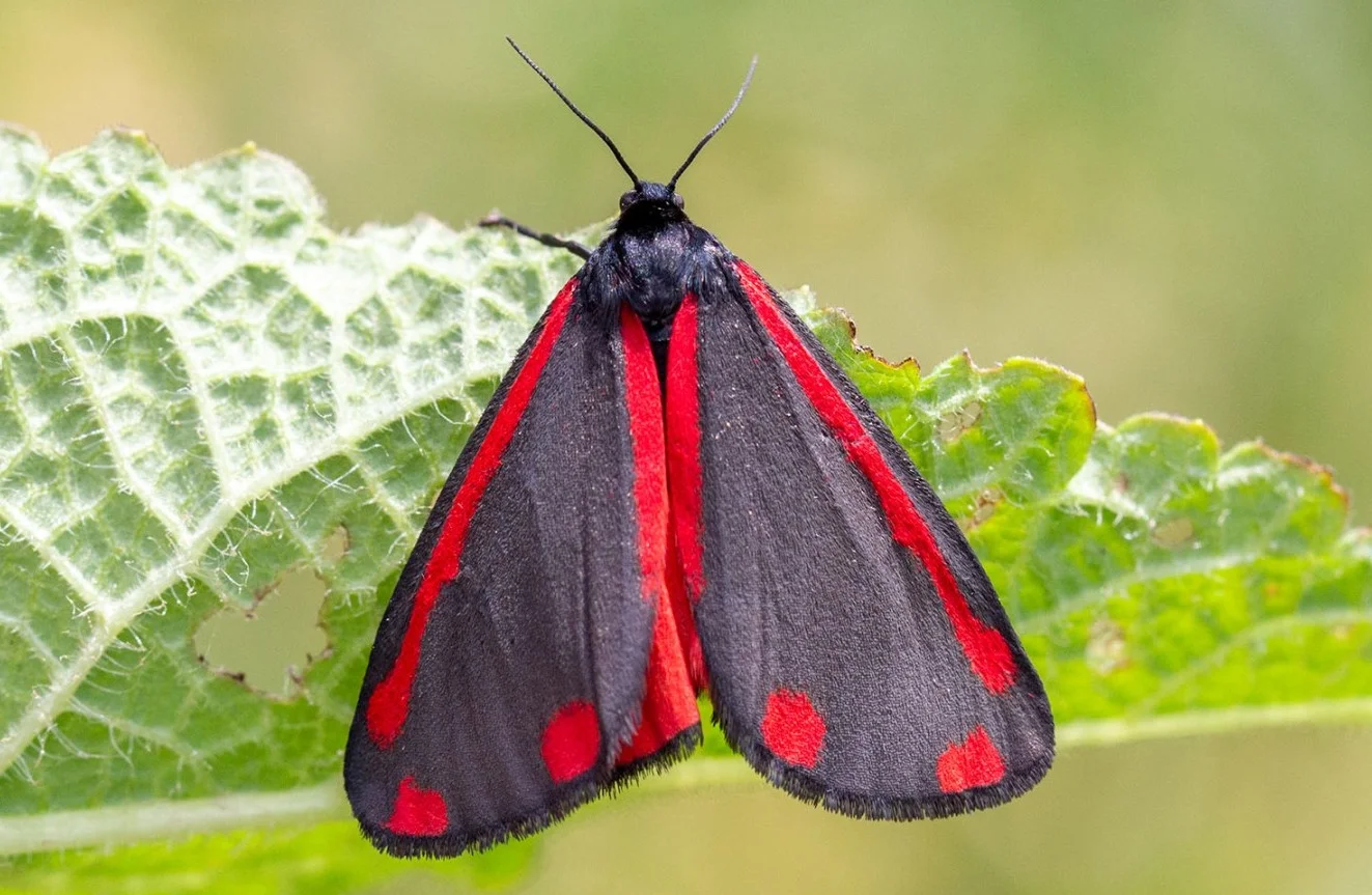Tyria jacobaeae imago