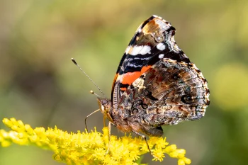 Vanessa atalanta imago