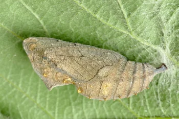Vanessa atalanta pupa