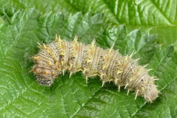 Vanessa atalanta larva