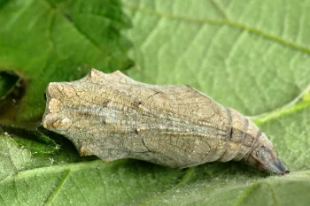 Vanessa atalanta pupa