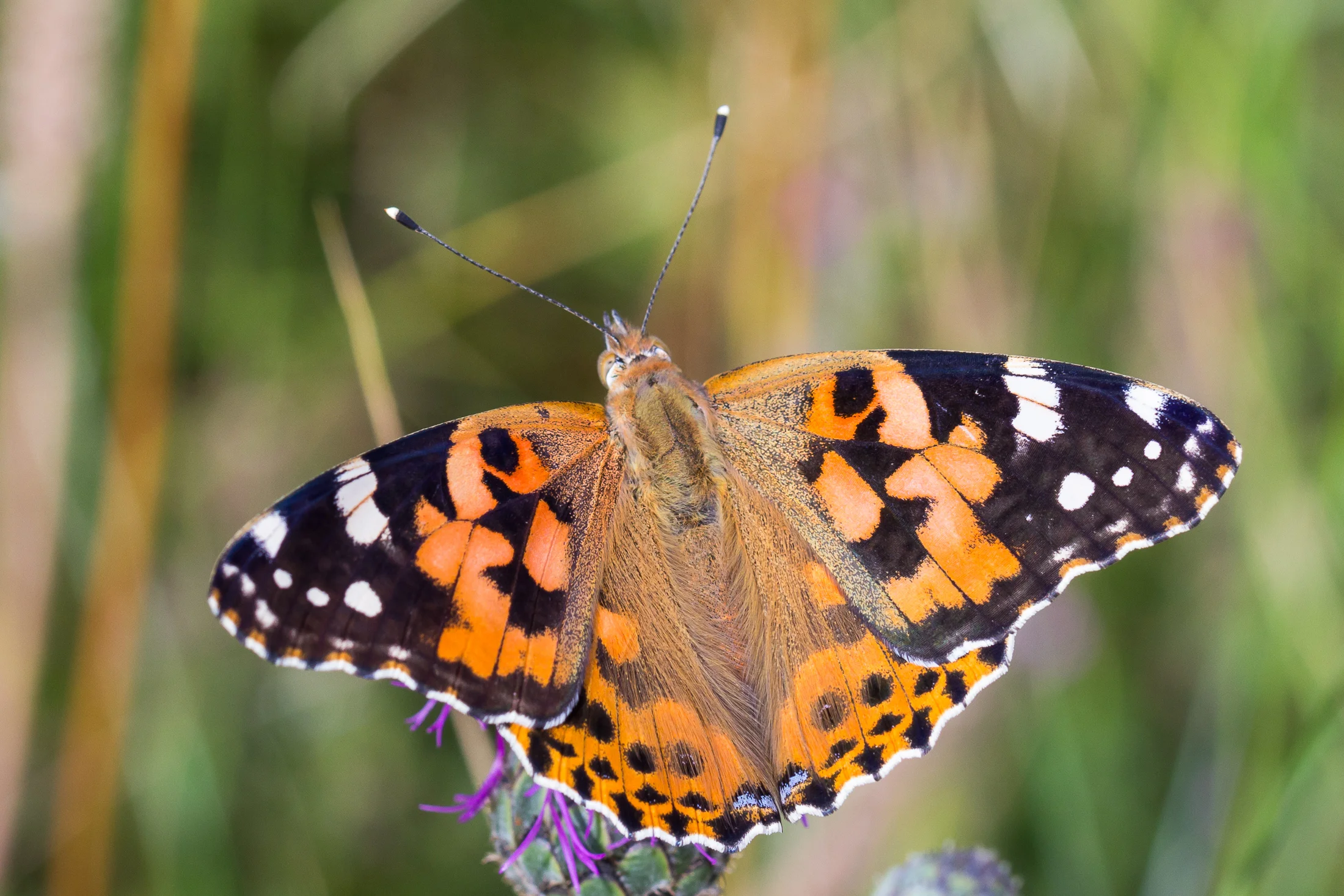 Vanessa cardui imago