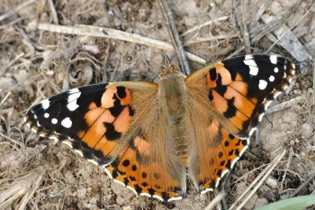 Vanessa cardui imago