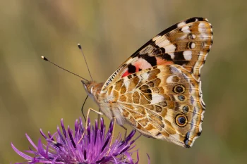 Vanessa cardui imago