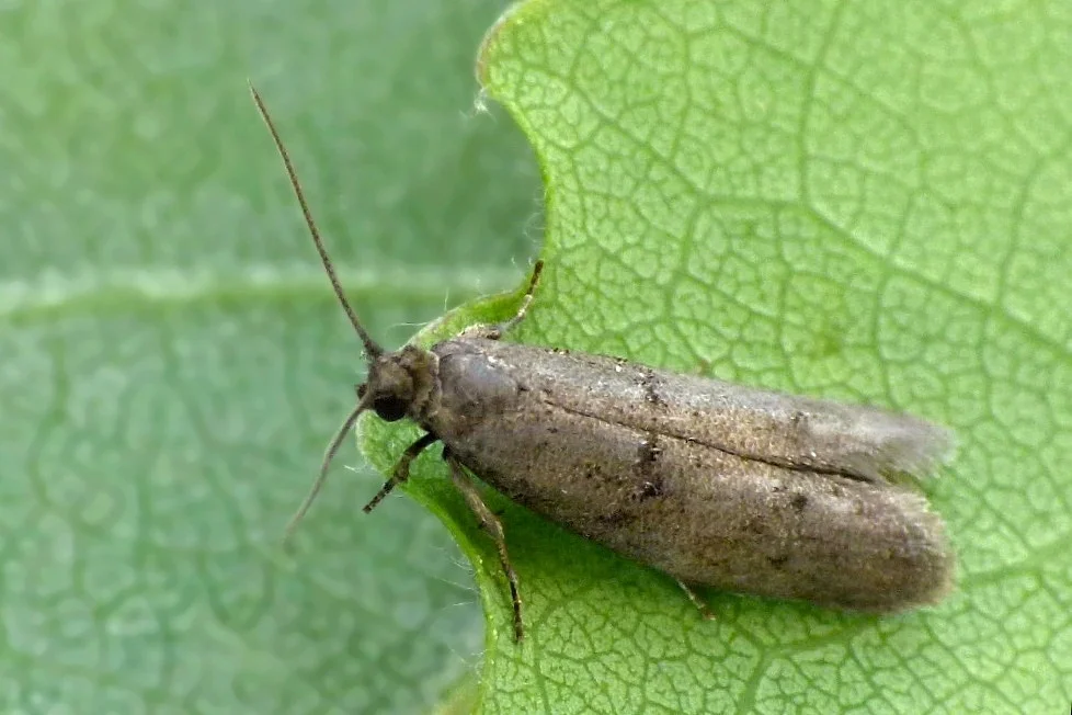 Wockia asperipunctella imago
