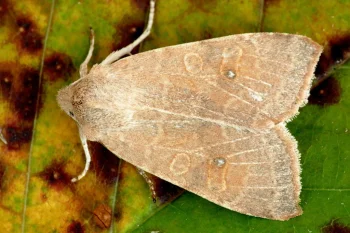 Xanthia ocellaris imago