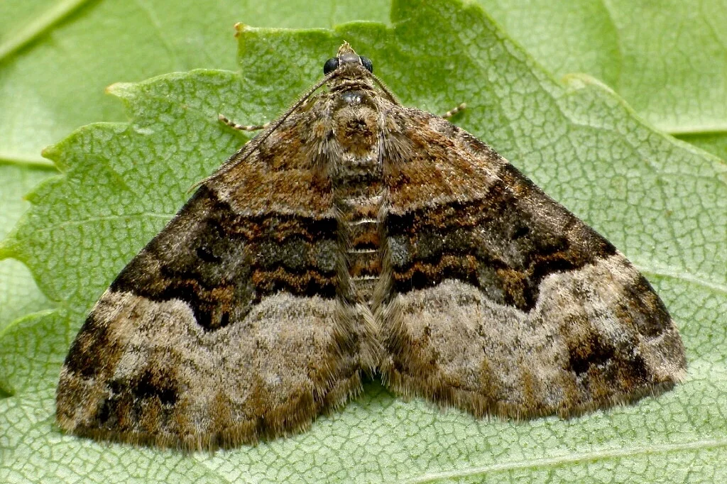 Xanthorhoe biriviata imago