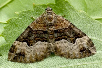 Xanthorhoe biriviata imago