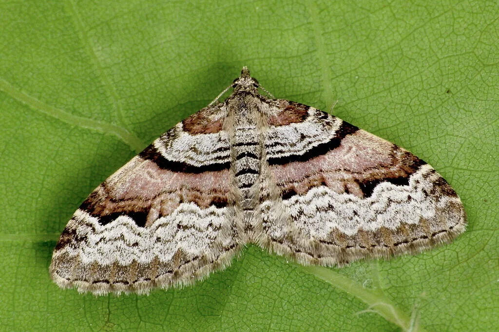 Xanthorhoe designata imago