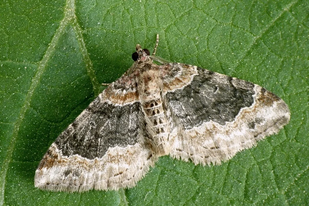 Xanthorhoe ferrugata imago