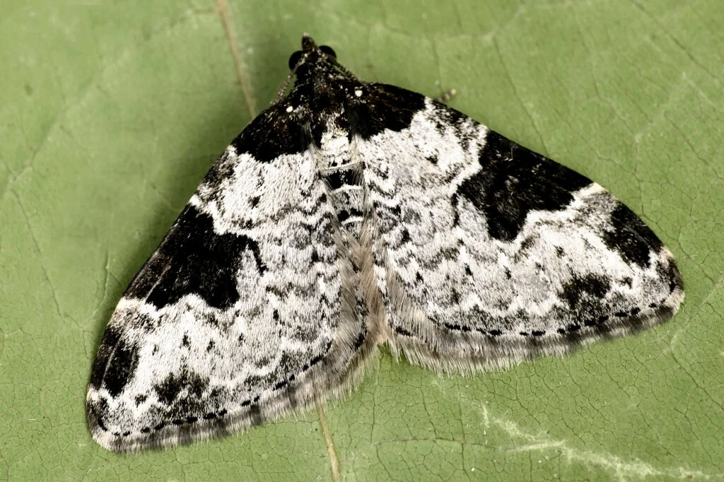 Xanthorhoe fluctuata imago