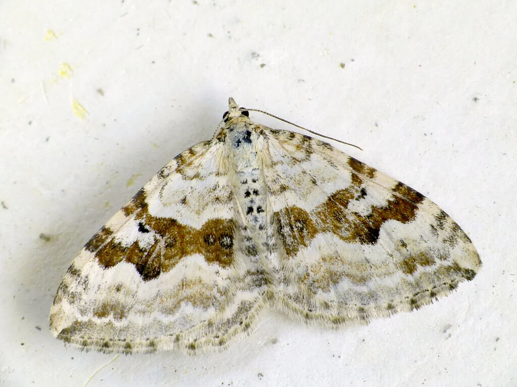 Xanthorhoe montanata imago