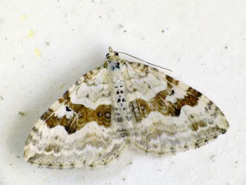 Xanthorhoe montanata imago