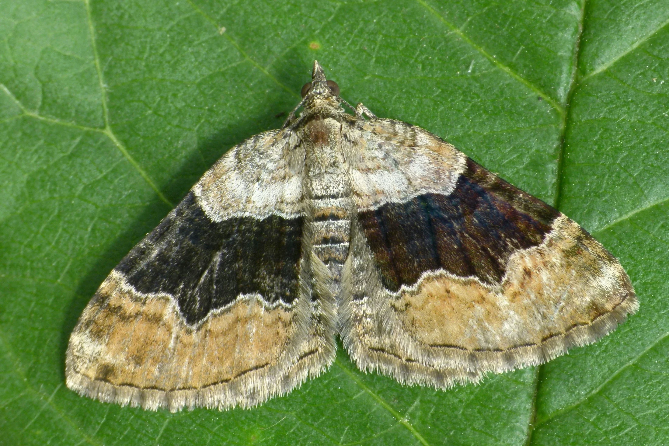 Xanthorhoe quadrifasiata imago
