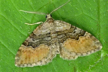 Xanthorhoe quadrifasiata imago