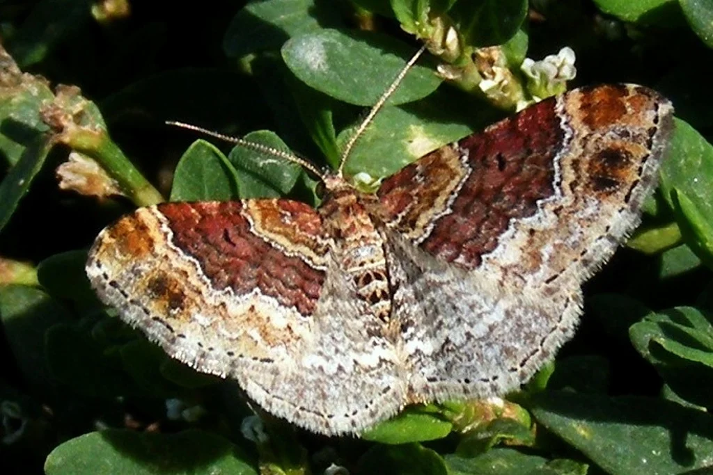 Xanthorhoe spadicearia imago
