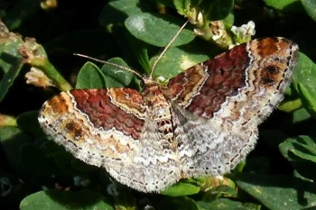 Xanthorhoe spadicearia imago