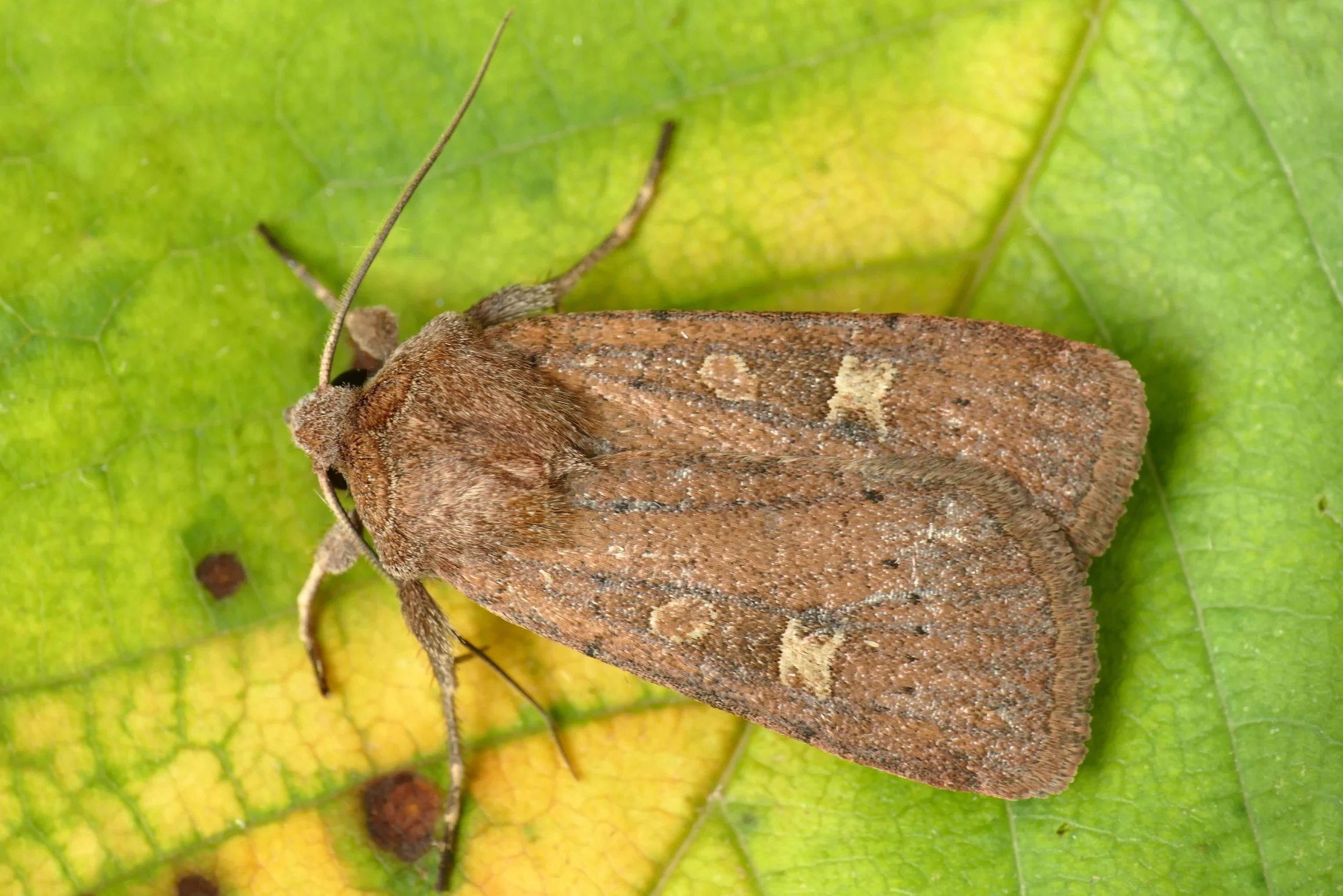 Xestia xanthographa imago