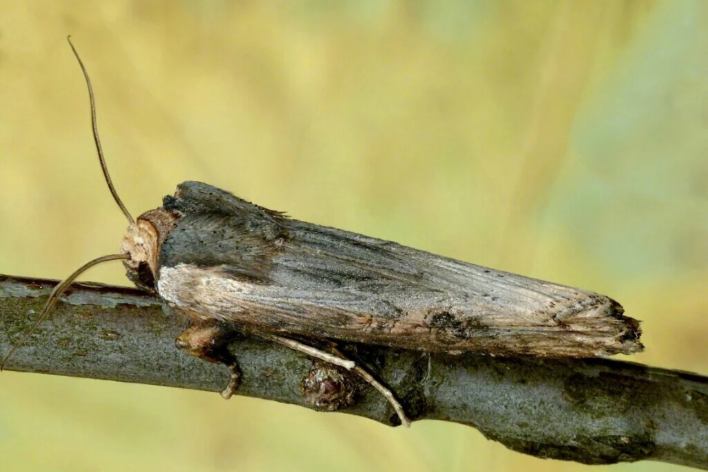 Xylena exsoleta imago