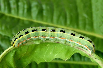 Xylena exsoleta larva