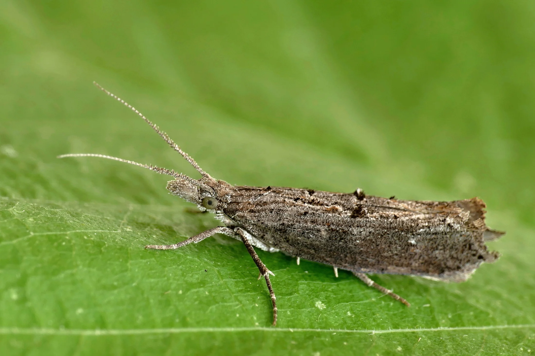Ypsolopha horridella imago