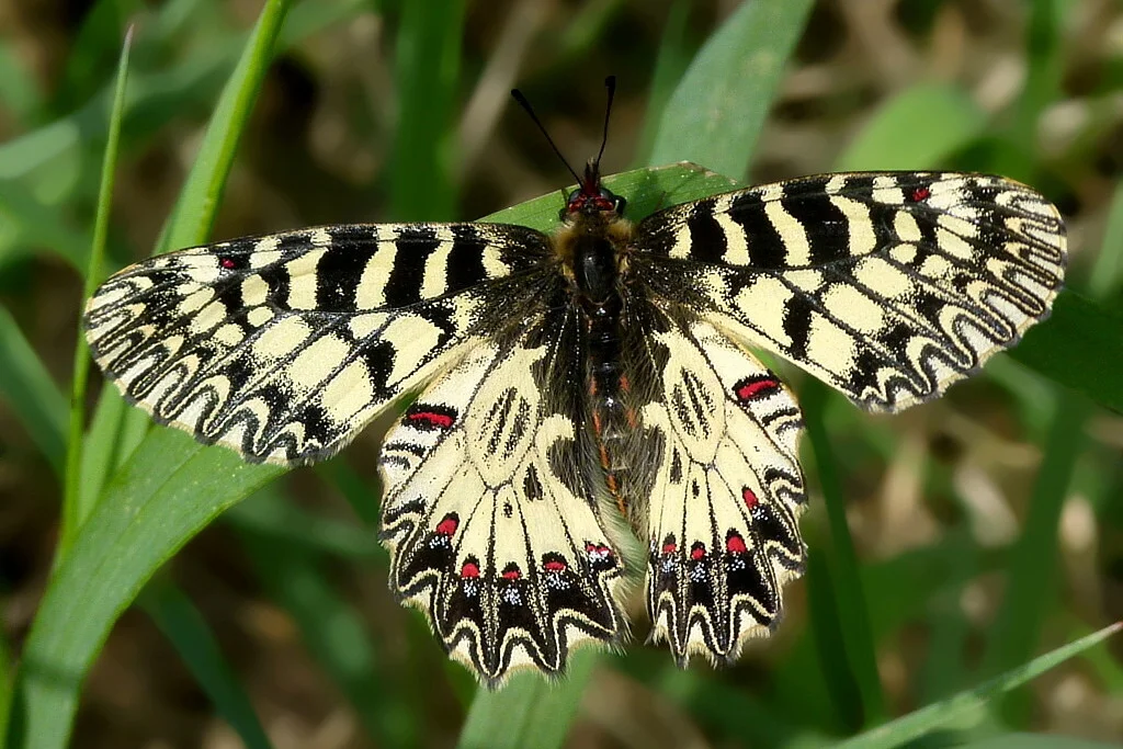 Zerynthia polyxena imago