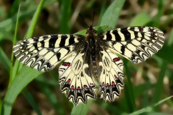 Zerynthia polyxena imago