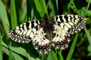 Zerynthia polyxena imago