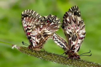 Zerynthia polyxena imago par