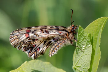 Zerynthia polyxena imago