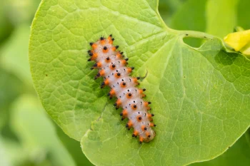 Zerynthia polyxena larva