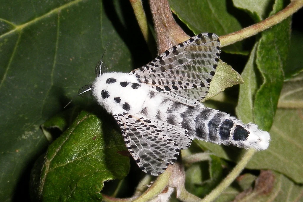 Zeuzera pyrina imago