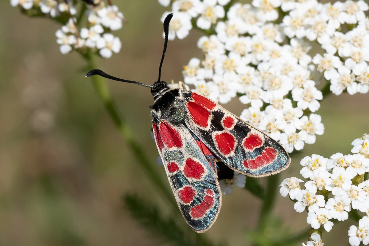 Zygaena carniolica imago