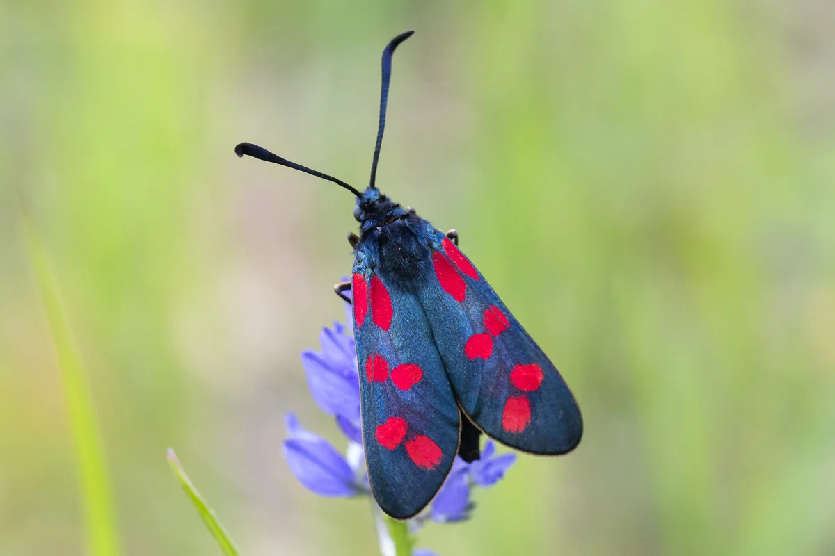 Zygaena filipendulae imago