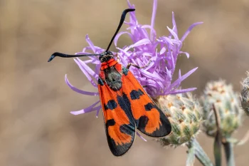 Zygaena laeta imago