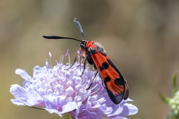 Zygaena laeta imago